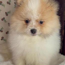 Pomeranian Toby - Adorable Male Puppy Ready for a Loving Home in Des Plaines, il