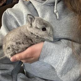 Netherland Dwarf Baby Bunnies for Sale in Columbus, oh