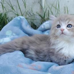 Reserve your Ragdoll kitten today in Palm Coast, fl