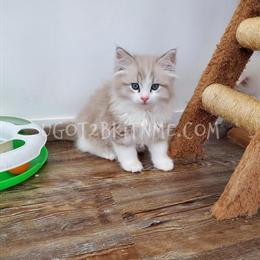 Ragdoll Kittens Coming Soon - Sweet and Cuddly in Palm Coast, fl