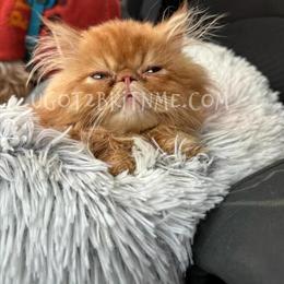 Reserve Your Forever Munchkin Kitten Now in Palm Coast, fl