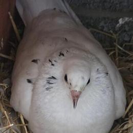 Pigeon for Adoption in Hempstead, ny