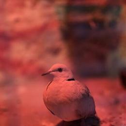 Collared Doves for Sale in Hempstead, ny