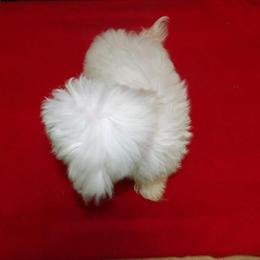 Female Maltese Puppy Available for Adoption in Paterson, nj