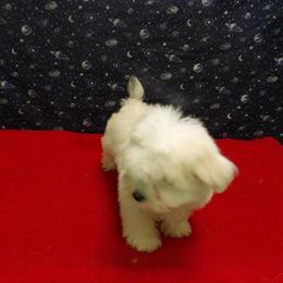 Female Maltese Puppy Available for Adoption in Paterson, nj