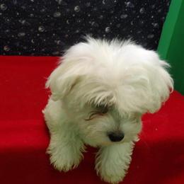 Female Maltese Puppy Available for Adoption in Paterson, nj