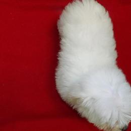 Male Maltese Puppy Available for Adoption in Paterson, nj