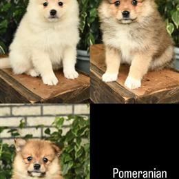 Pomeranian Siblings Ready for New Homes in Fairfax, va