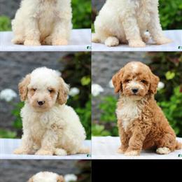 Mini Poodles Ready for Adoption in Fairfax, va