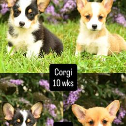 Corgi puppies ready for new homes in Fairfax, va