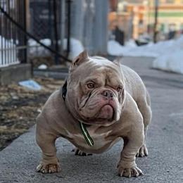 Beautiful Compact Stud with Strong Pedigree in Hartford, ct