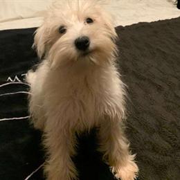 Miniature Schnauzer Puppy Available in Port Saint Lucie, fl