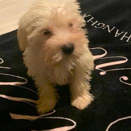 Mini Schnauzer Puppy Available in Port Saint Lucie, fl