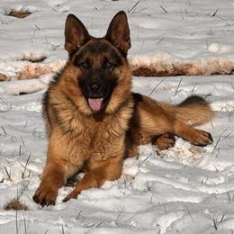 German Shepherds Available for Adoption in Charlottesville, va