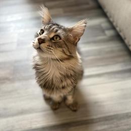 Maine Coon - Atticus with Ultra Polydactyl Paws in Bristol, in