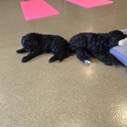 F1B Aussiedoodle Puppies Available in Terre Haute, in
