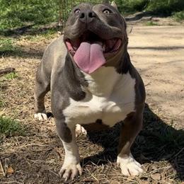 American Bully Female for Adoption in Jackson, ms