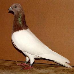 Looking to Buy Red Budapest Highflyer Pigeons in Knoxville, tn