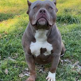 Active Year Old Female Dog Good with Kids and Other Dogs in Jackson, ms