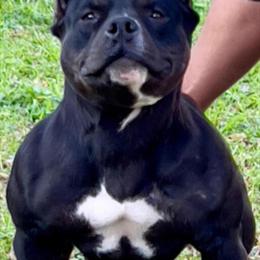 Adult Female American Bully for Sale in Jackson, ms