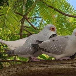 Pair of Australian Diamond Doves for Sale in Kinston, nc