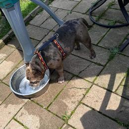 American Bully Pocket Size Female for Sale in Rochester, ny