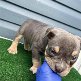 American Bully Female Pup Ready for New Home in Rochester, ny
