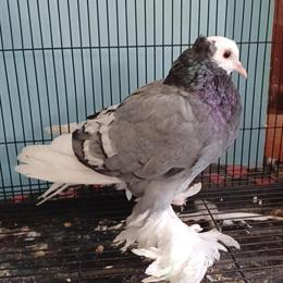 High Quality Saxon Monks for Breeding in Kinston, nc