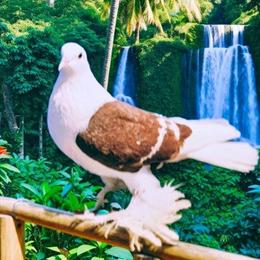 Saxon Shield Pigeons Available for Adoption in Kinston, nc