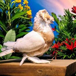 Show Quality English Trumpeters for Sale in Kinston, nc