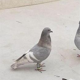 Looking to Buy Unique Tippler Pigeons in Knoxville, tn