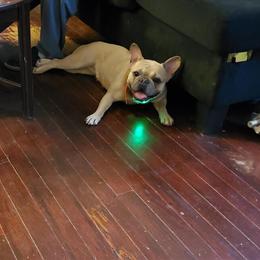 French Bulldog AKC for Sale - 3 Years Old in Baltimore, md