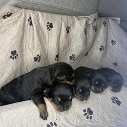 Rottweiler Puppies Available in Camden, sc