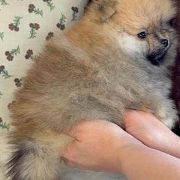 Pomeranian Male Bear - Sweet and Calm Companion in Des Plaines, il