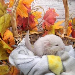 Chinchilla Babies for Sale in Philadelphia, pa