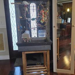 Parrotlet Pair for Sale in Dearborn, mi