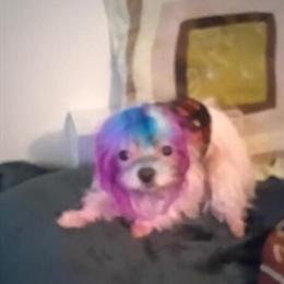 Maltese Male, 1 Year Old, 4 Pounds, Ready for a New Home in Bloomfield, nj