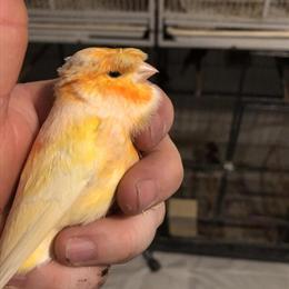 Canaries for Sale - Healthy and Beautiful in Ashtabula, oh