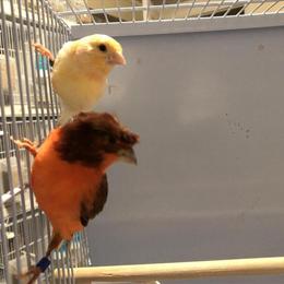 Healthy canaries available: red factor, yellow, white, gray, and more in Ashtabula, oh