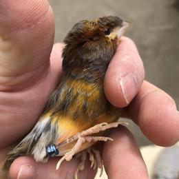 Healthy Canaries Available for Sale in Ashtabula, oh