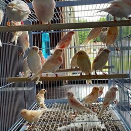 Red Mosaic Canaries Available for Adoption in Ashtabula, oh