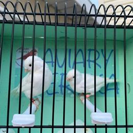 Healthy White Canaries for Sale in Ashtabula, oh