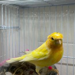 Healthy Yellow Canaries Available for New Homes in Ashtabula, oh