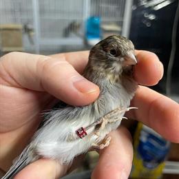 Canaries for Adoption - Males and Females Available in Ashtabula, oh