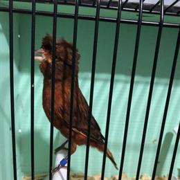 Canaries - Black Red Bronze Available in Ashtabula, oh