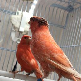 Red Factor Canaries Available for Adoption in Ashtabula, oh