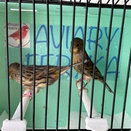 Crested and Non-Crested Cinnamon and Gray Canaries for Adoption in Ashtabula, oh