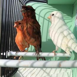 Healthy canaries available in various colors and types in Ashtabula, oh