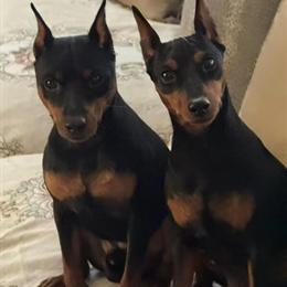 Miniature Pinscher Puppies for Adoption in West Covina, ca