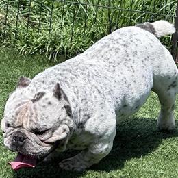 Nano Bull Mr. Gram - Unique Pedigree Available in Allentown, pa